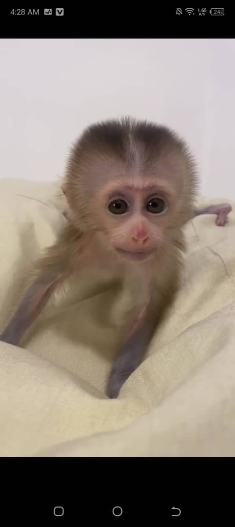 Pigtail Monkeys for adoption