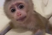 Pigtail Monkeys for adoption