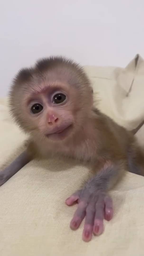 Pigtail Monkeys for adoption
