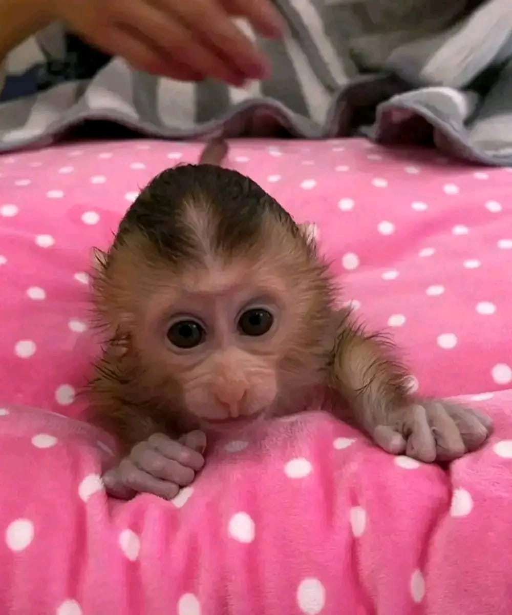 Pigtail Monkey for adoption