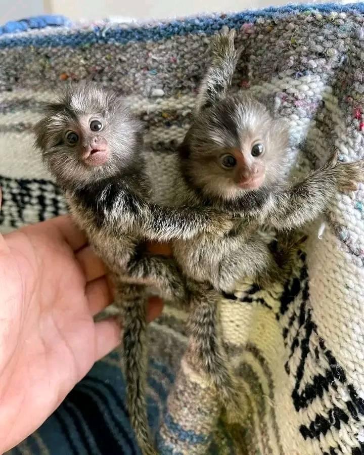 Adorable 🥰 Marmosets Babies Ready Now WhatsApp: +44 7915 009619
