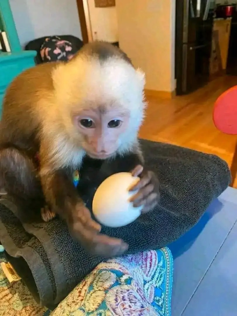 Oscar – male Whatsapp: (44)7375222448