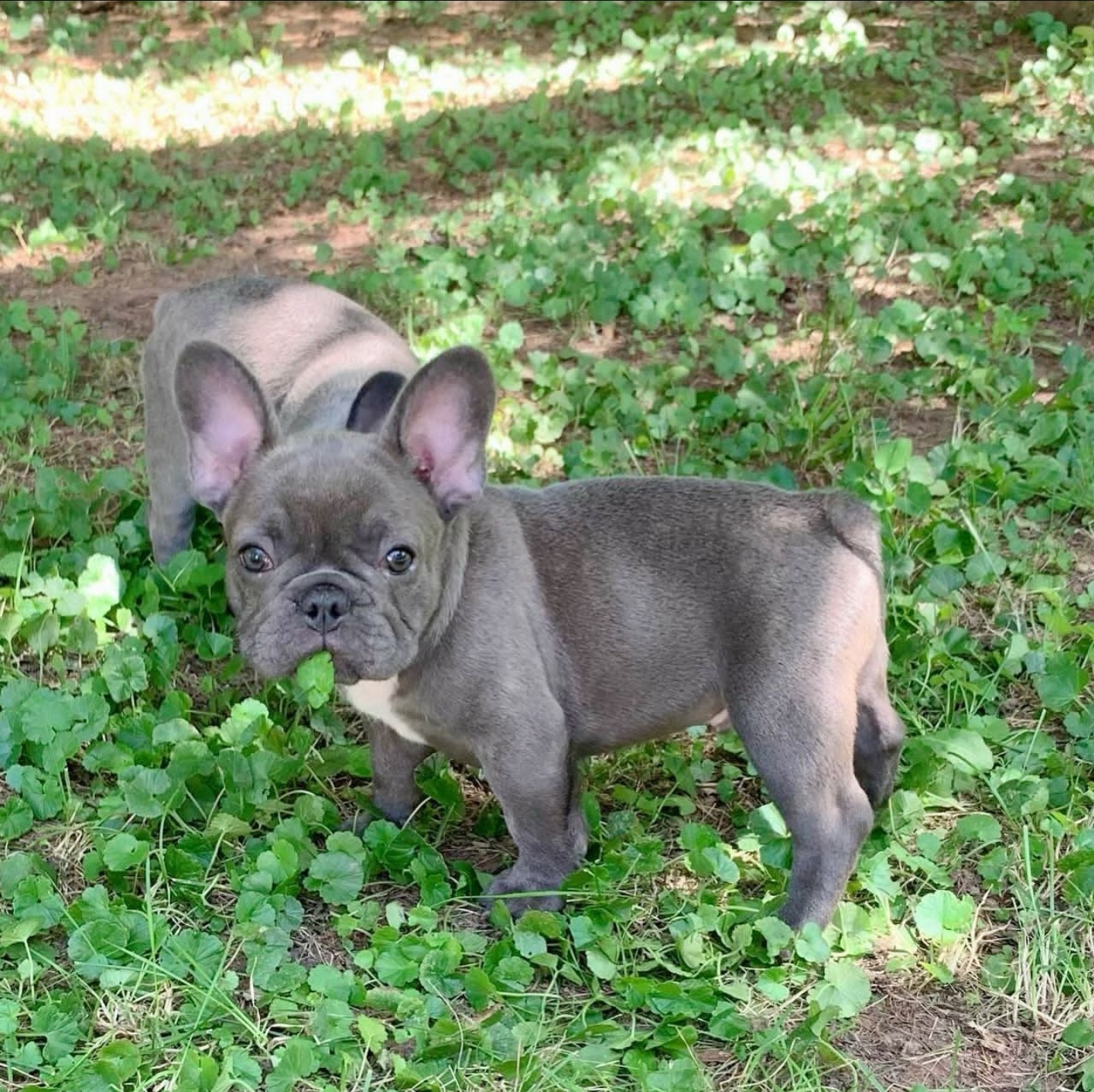 Adorable French Bulldog Puppies Ready Now