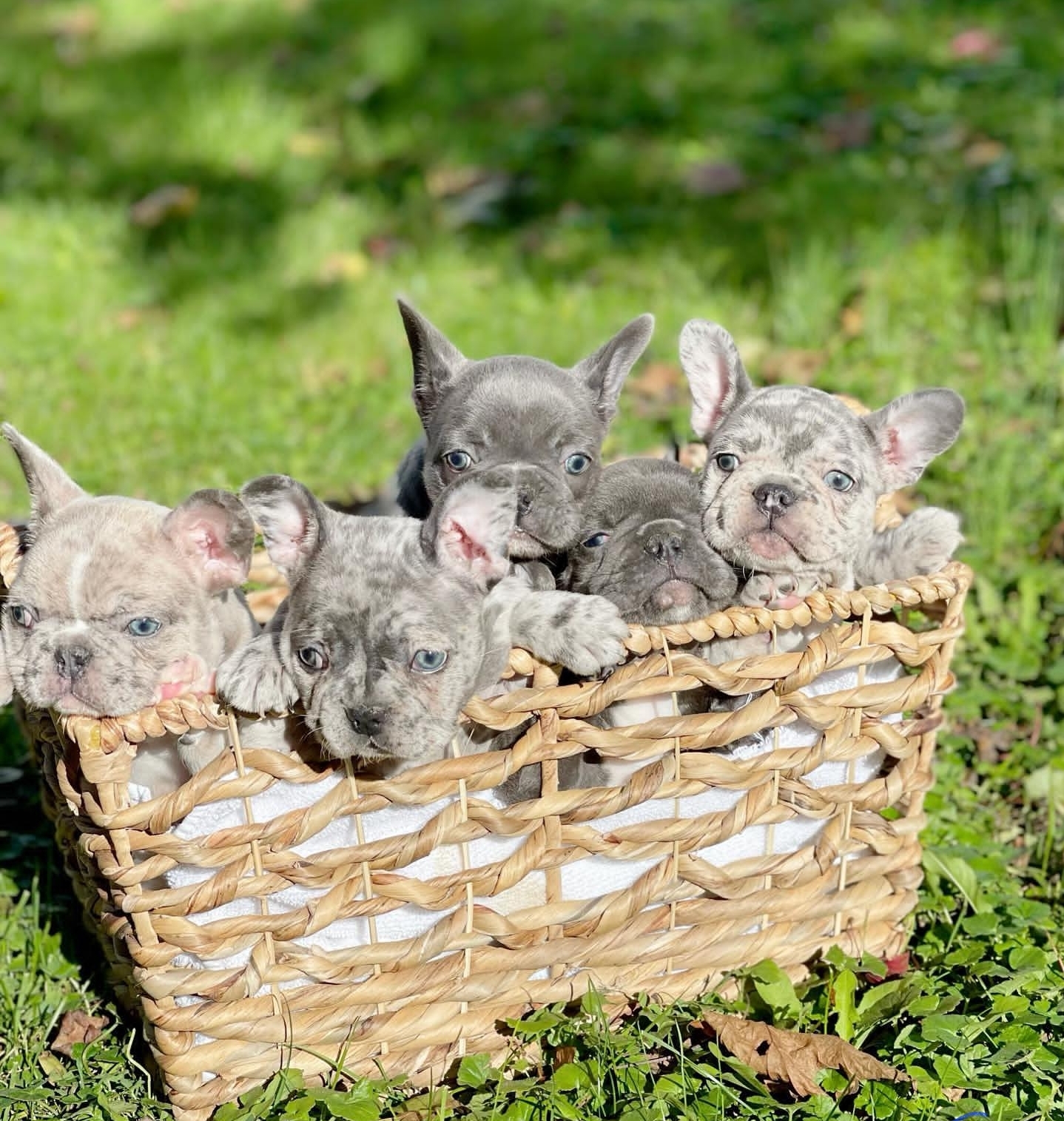 Adorable French Bulldog Puppies Ready Now