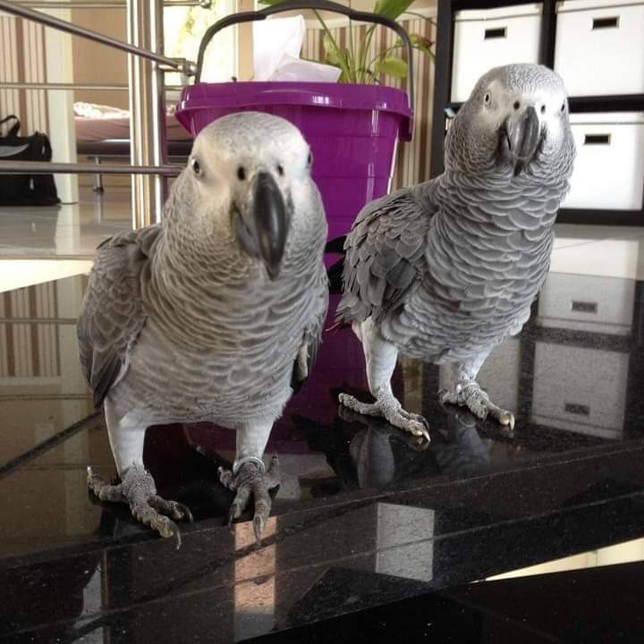 African grey birds needs new homes WhatsApp +447767251790