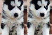 Siberian Husky Puppies