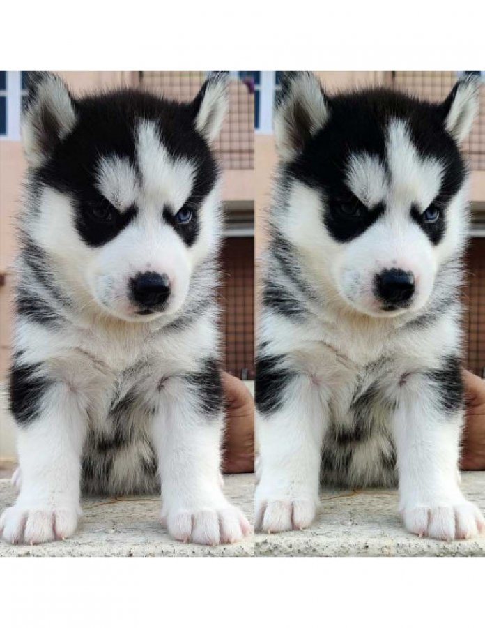 Siberian Husky Puppies