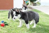 Siberian Husky Puppies