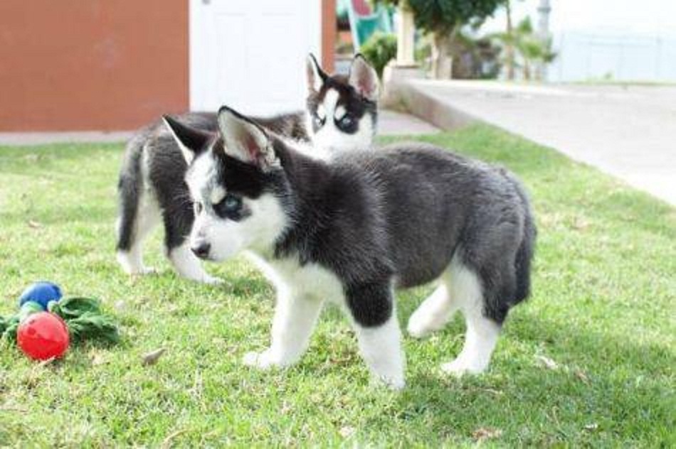 Siberian Husky Puppies