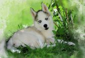 Siberian Husky Puppies