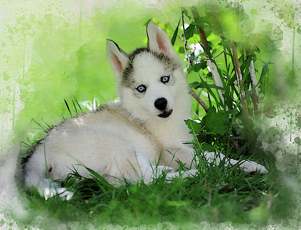 Siberian Husky Puppies