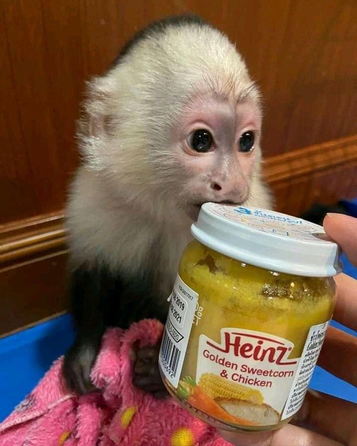 Male and Female Capuchin Monkeys Available..Whatsapp/‪+44 7482 162214‬