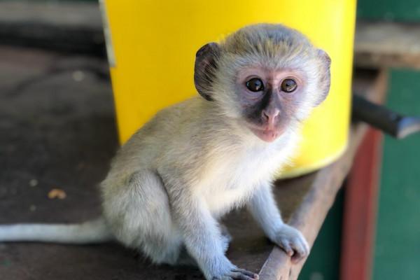 Our Green Monkeys are healthy, socialised, and ready