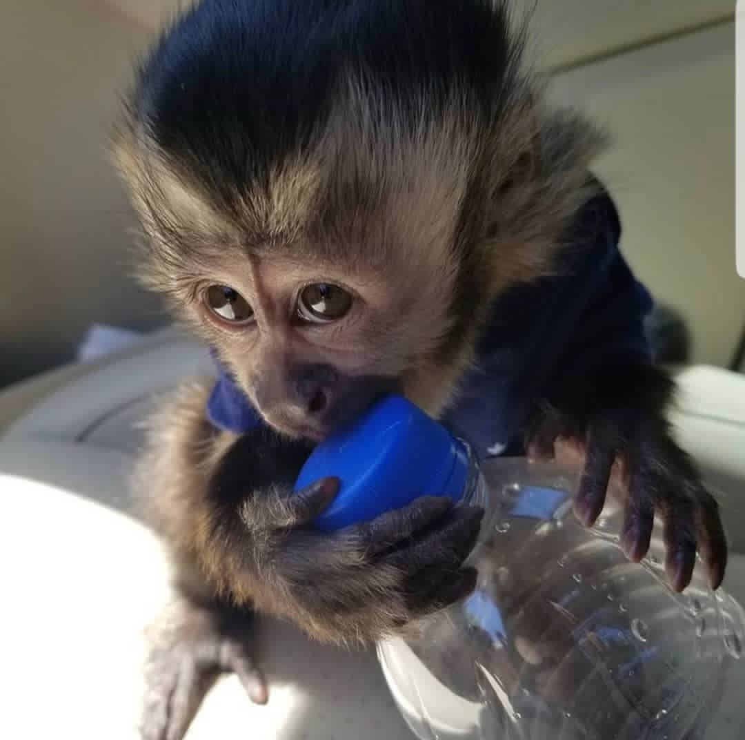 Adorable Capuchin Monkeys Ready for New Homes: Whatsapp/ +447454722685