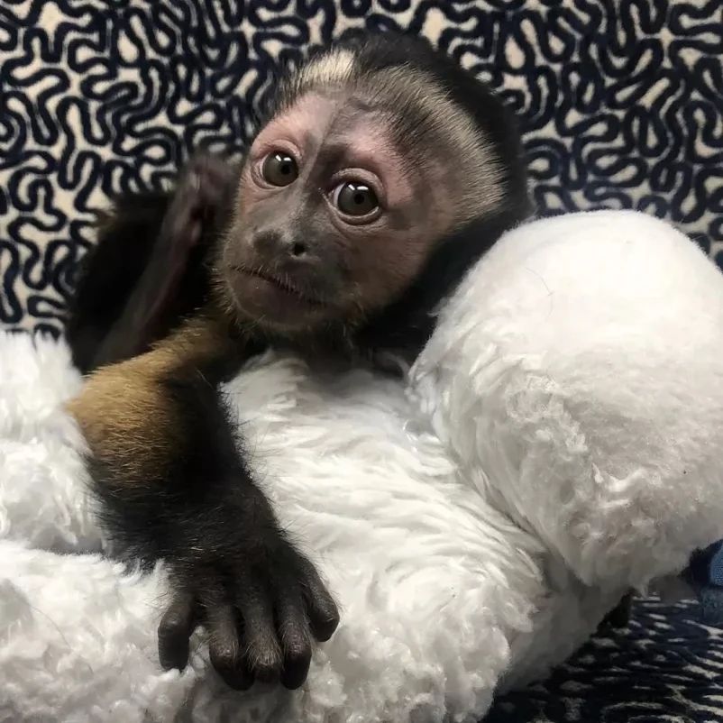 Adorable Baby Capuchin Monkeys available for sale
