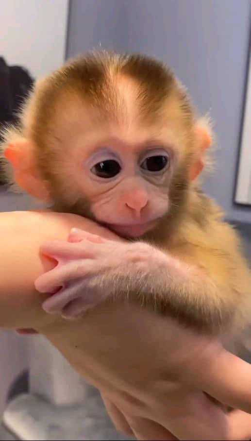 Capuchin monkey for sale already tamed and handle Whatsapp me only +447465807341