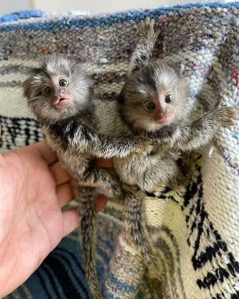 Finger Marmoset Monkeys for sale