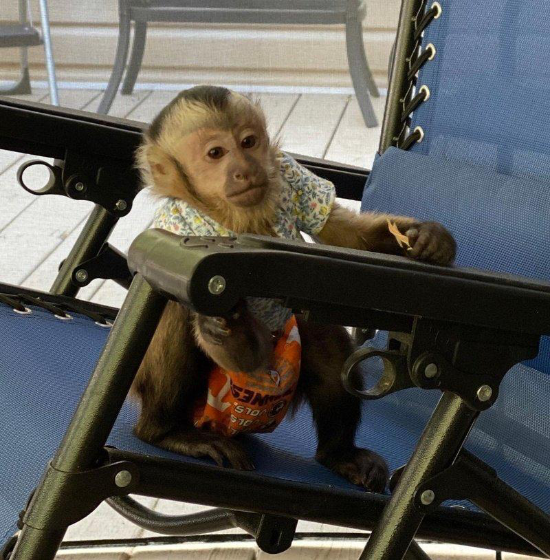 Capuchin monkey for sale