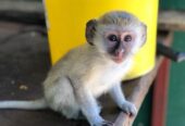 Our Green Monkeys are healthy, socialised, and ready