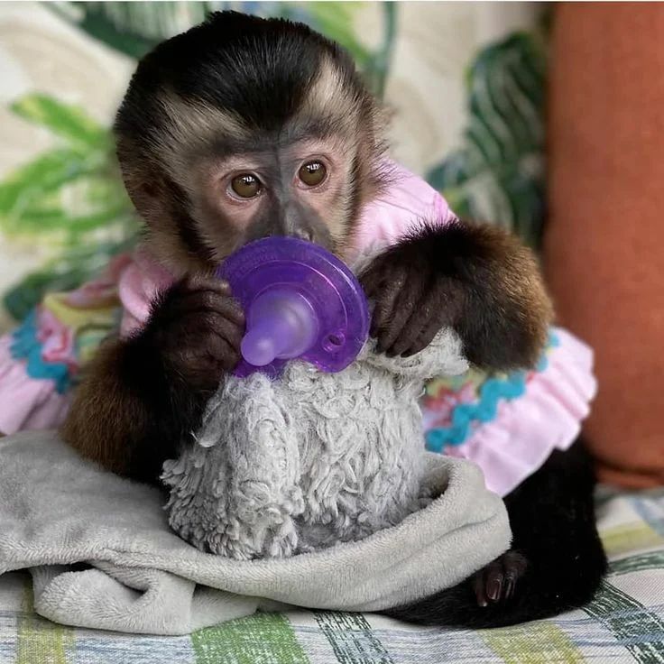 Adorable Male Capuchin Monkey: Whatsapp\+447848905762