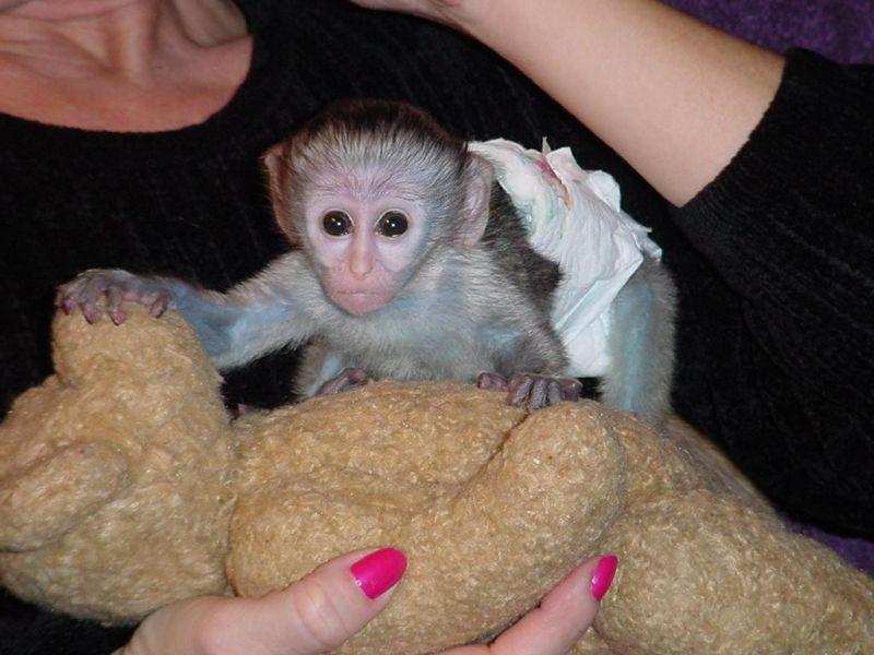 Marmoset/Capuchin Monkeys for sale ..whatsapp +447565118464