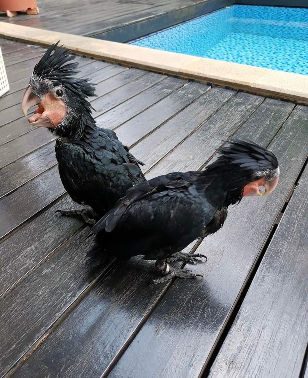 Cute Outstanding Palm Cockatoos Parrots Available For Rehoming 