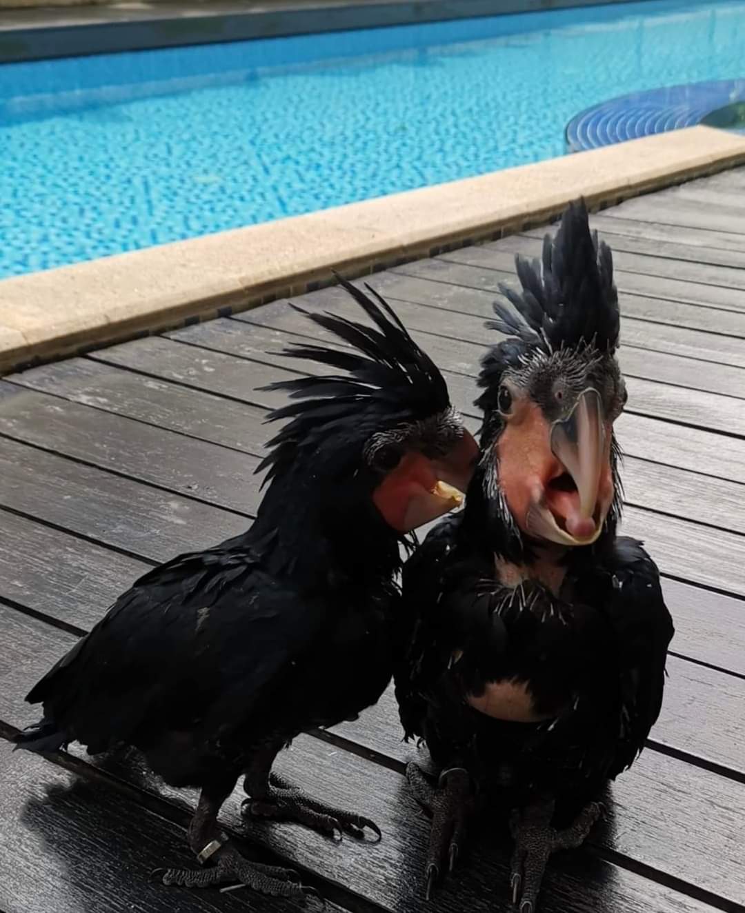 Cute Outstanding Palm Cockatoos Parrots Available For Rehoming 