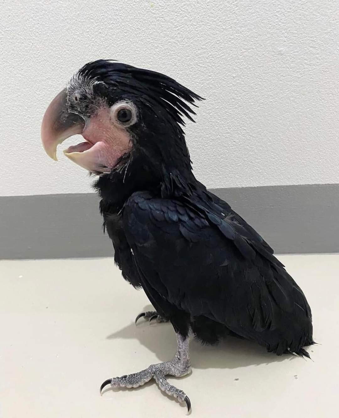 Cute Outstanding Palm Cockatoos Parrots Available For Rehoming 