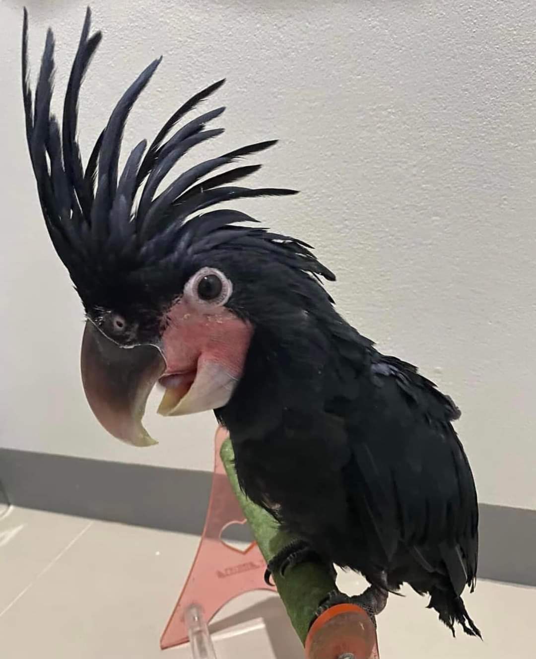 Cute Outstanding Palm Cockatoos Parrots Available For Rehoming 