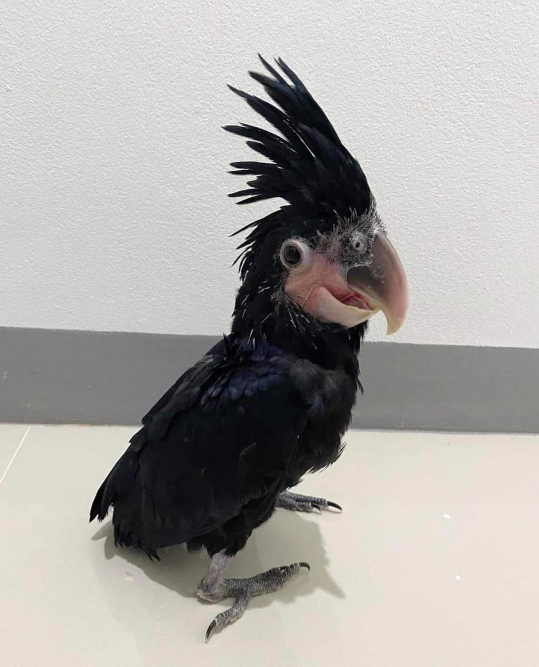 Cute Outstanding Palm Cockatoos Parrots Available For Rehoming 