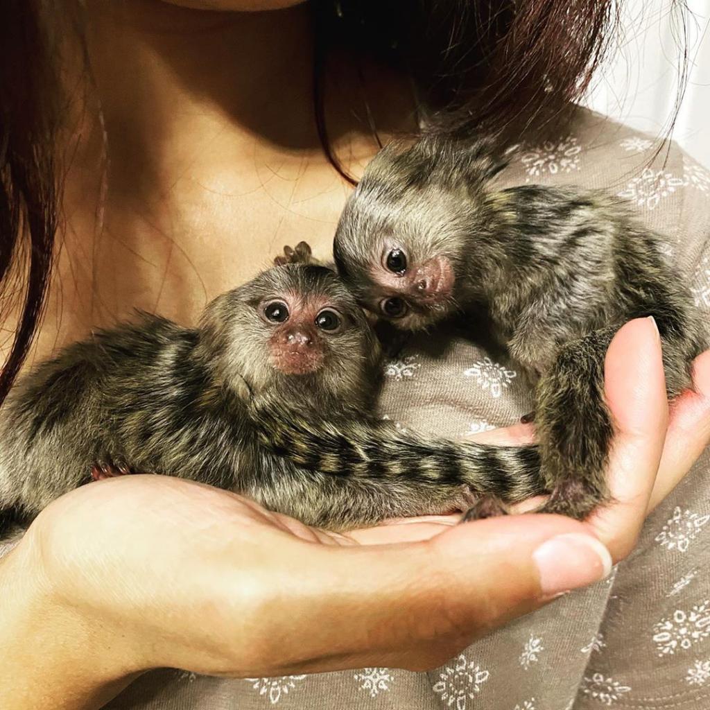 Cute Marmoset monkeys to all pets lovers