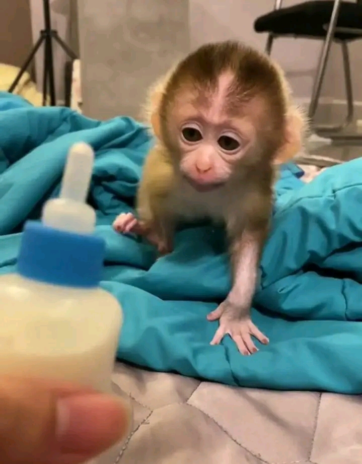 Pigtail monkey for adoption