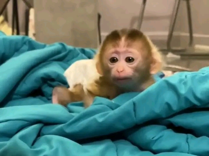 Pigtail monkey for adoption