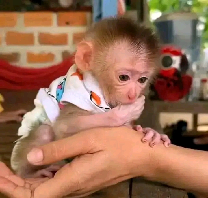 Pigtail monkey for adoption