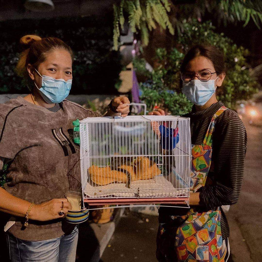 Pygmy Marmoset Monkeys For X-Mas Cute, healthy Marmoset monkeys WhatsApp via +447426542953