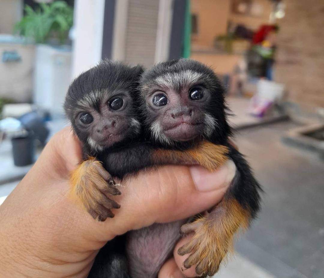 Pygmy Marmoset Monkeys For X-Mas Cute, healthy Marmoset monkeys WhatsApp via +447426542953