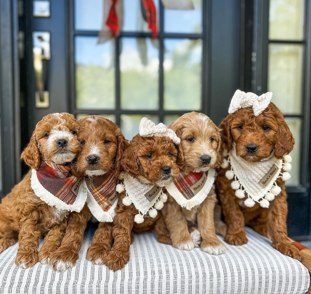Adorable Cavapoo Puppies Ready For Sale and Xmas gifts. My whatsap number [ +447481224131]