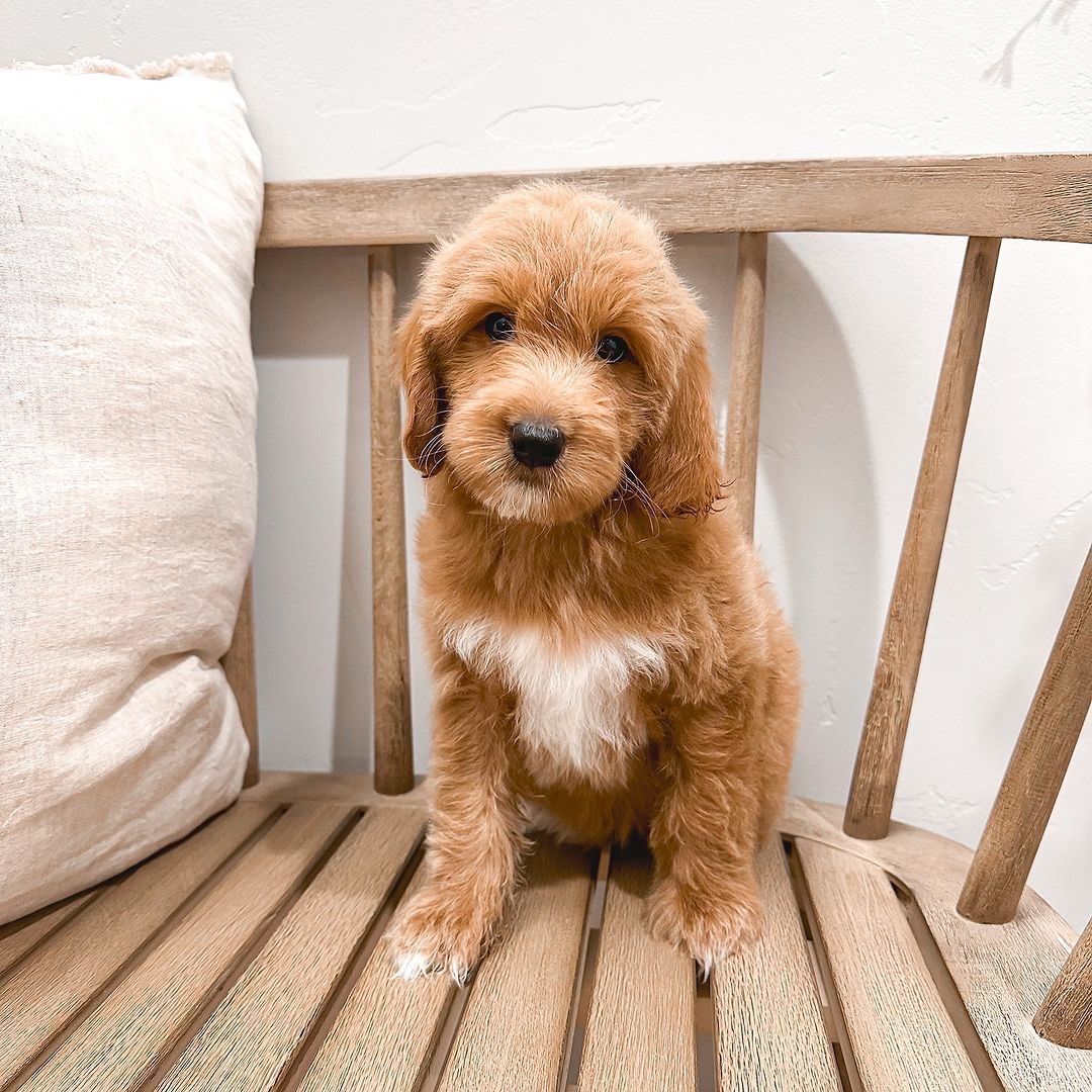 Adorable Cavapoo Puppies Ready For Sale and Xmas gifts. My whatsap number [ +447481224131]