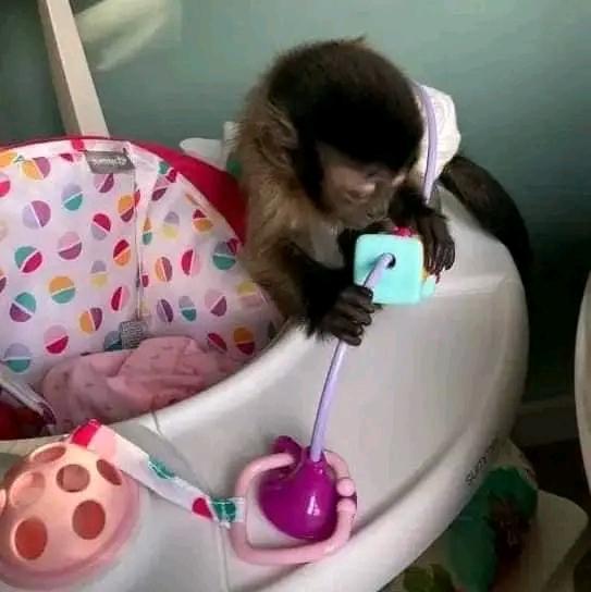 Google Approved Diaper Trained Capuchin