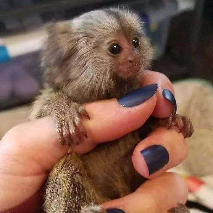 Cute, healthy Marmoset Monkey Available For Sale and Adoption