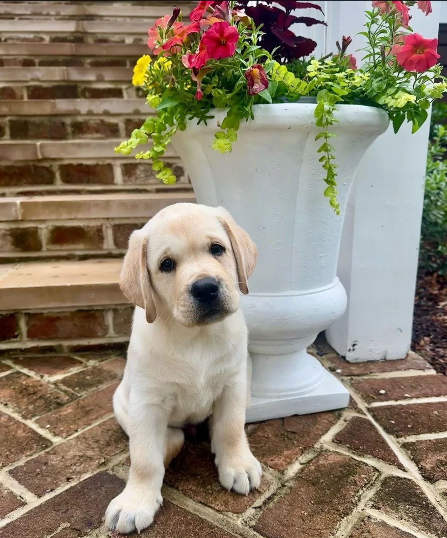 Labrador retrievers puppy for adoption
