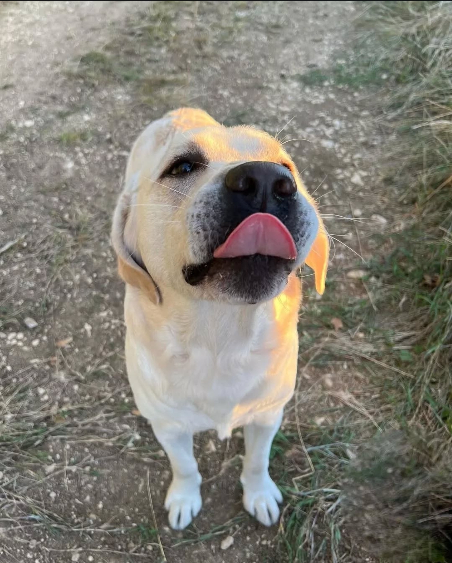 Labrador retrievers puppy for adoption