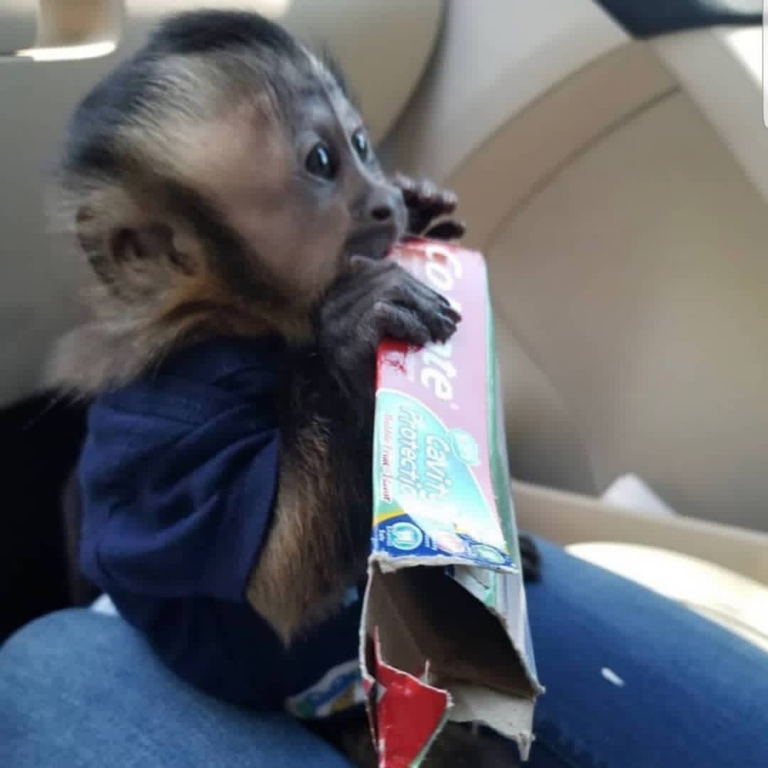 Sweet Male Capuchin Monkey Available – +447454722685