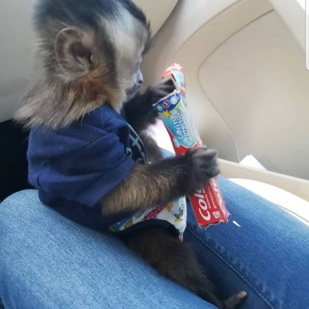 Adorable Capuchin Monkeys Ready for New Homes: Whatsapp/ +447454722685