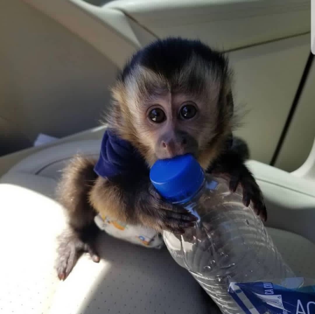 Adorable Capuchin Monkeys Ready for New Homes: Whatsapp/ +447454722685