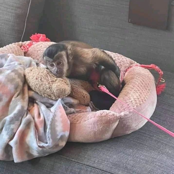Sweet Female Capuchin Monkey