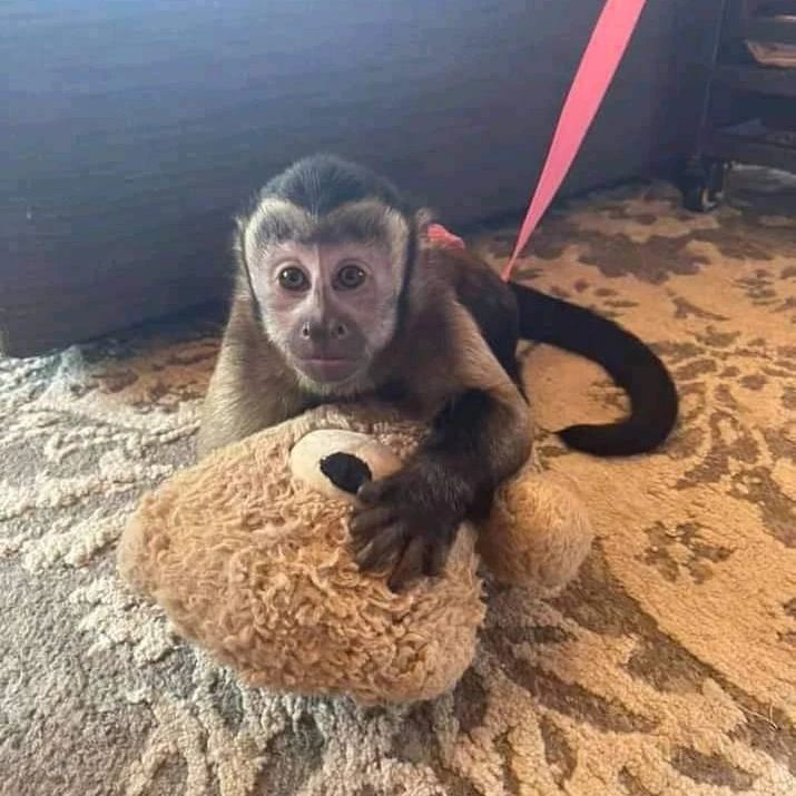 Sweet Female Capuchin Monkey