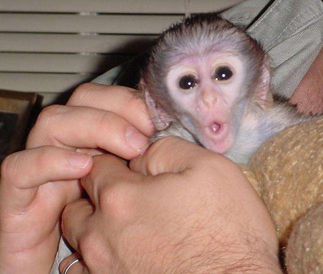 Indoor and outdoor potty trained Capuchin Monkeys For X-Mas. WhatsApp via +447426542953