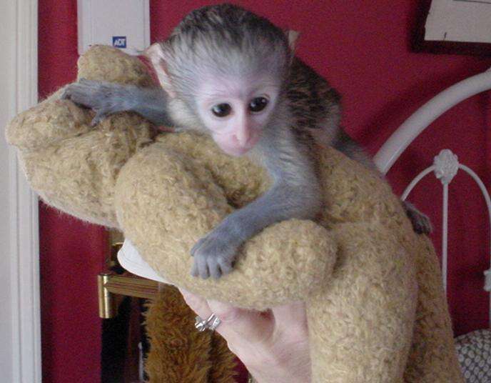 Indoor and outdoor potty trained Capuchin Monkeys For X-Mas. WhatsApp via +447426542953