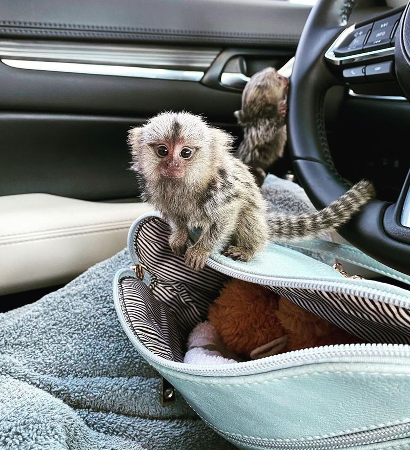 Christmas Gift🎄Tiny Marmoset Monkeys